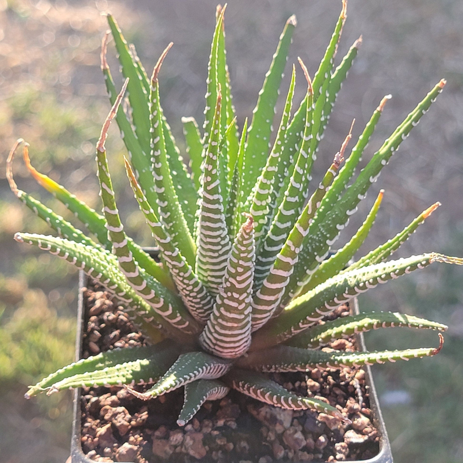 succulent-haworthia-fasciata-zebra-plant-41753678119204