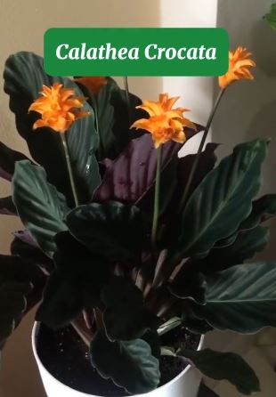 calathea44