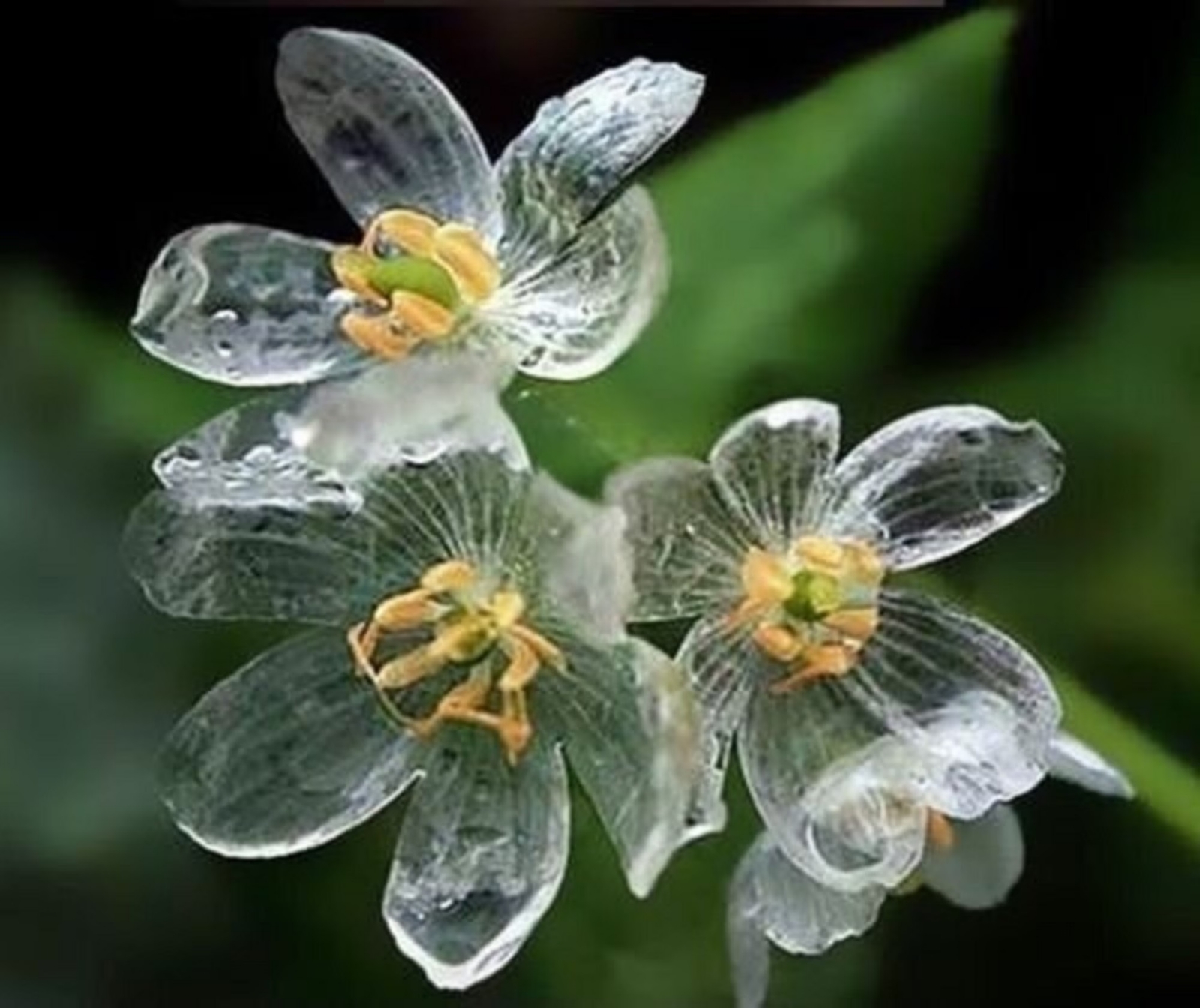 Planta