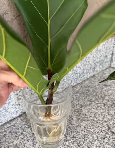 ficus999