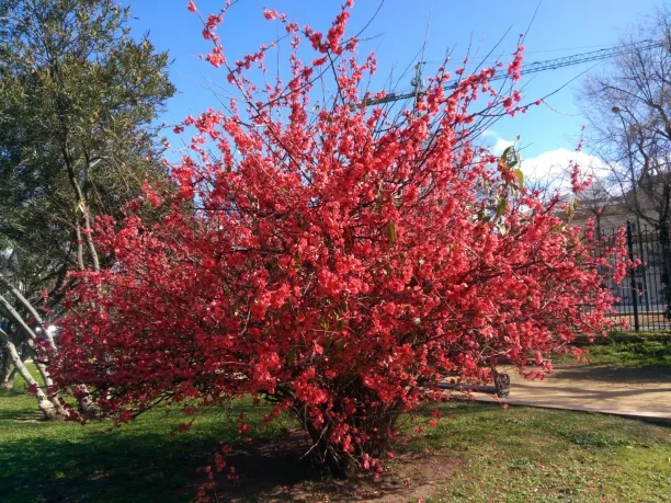 membrillo de jardín 1