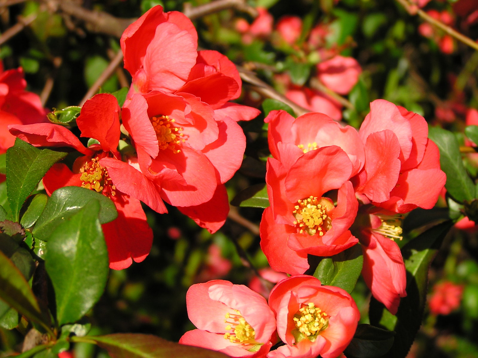 membrillo de jardín