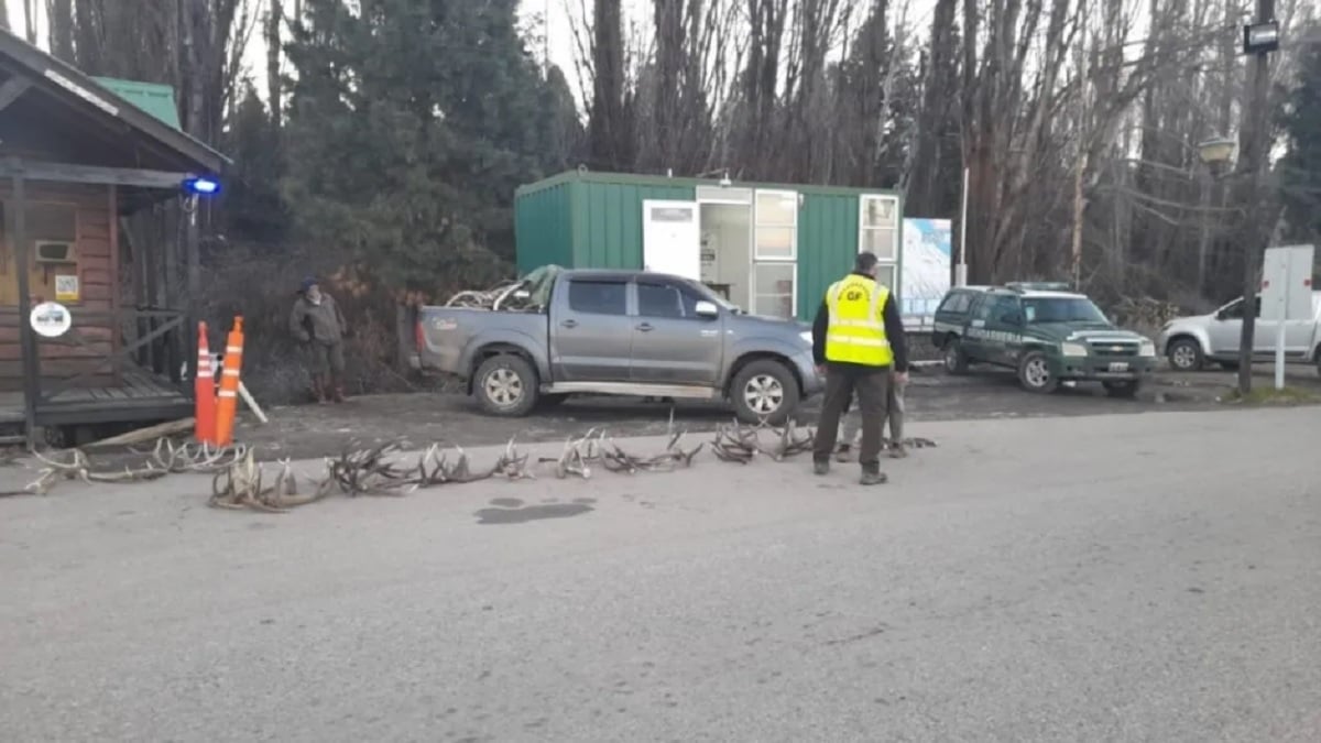 astas de ciervo colorado