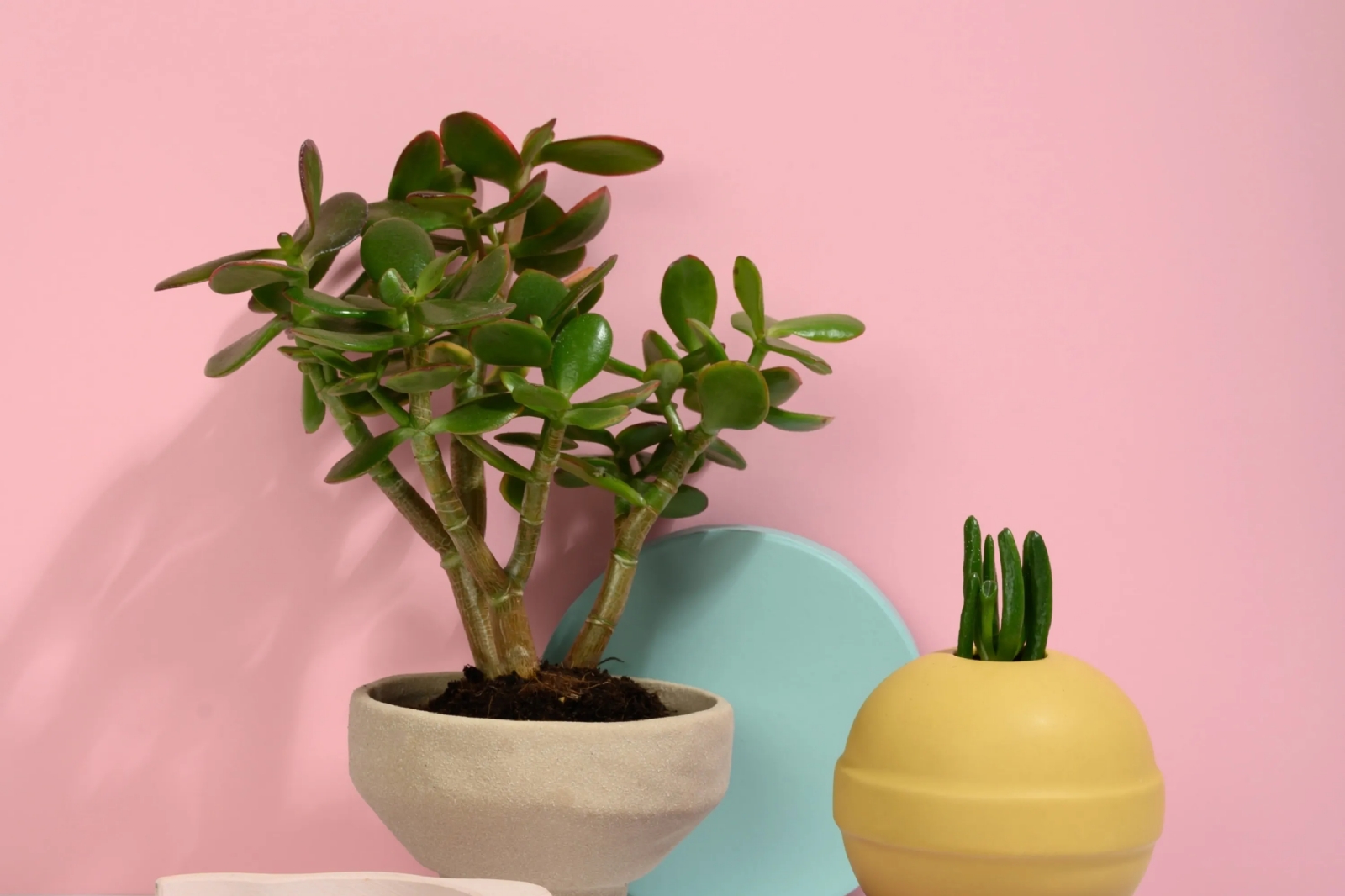 AnyConv.com__arbol-de-jade-significado-y-cuidados