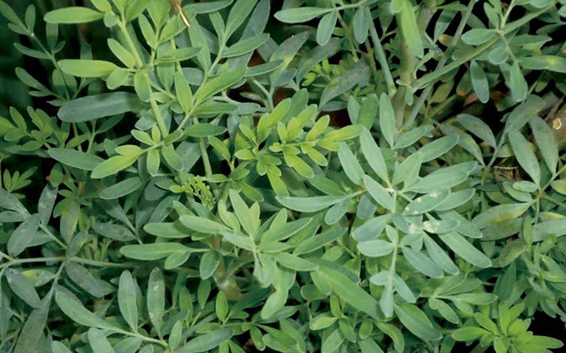 Planta de ruda
