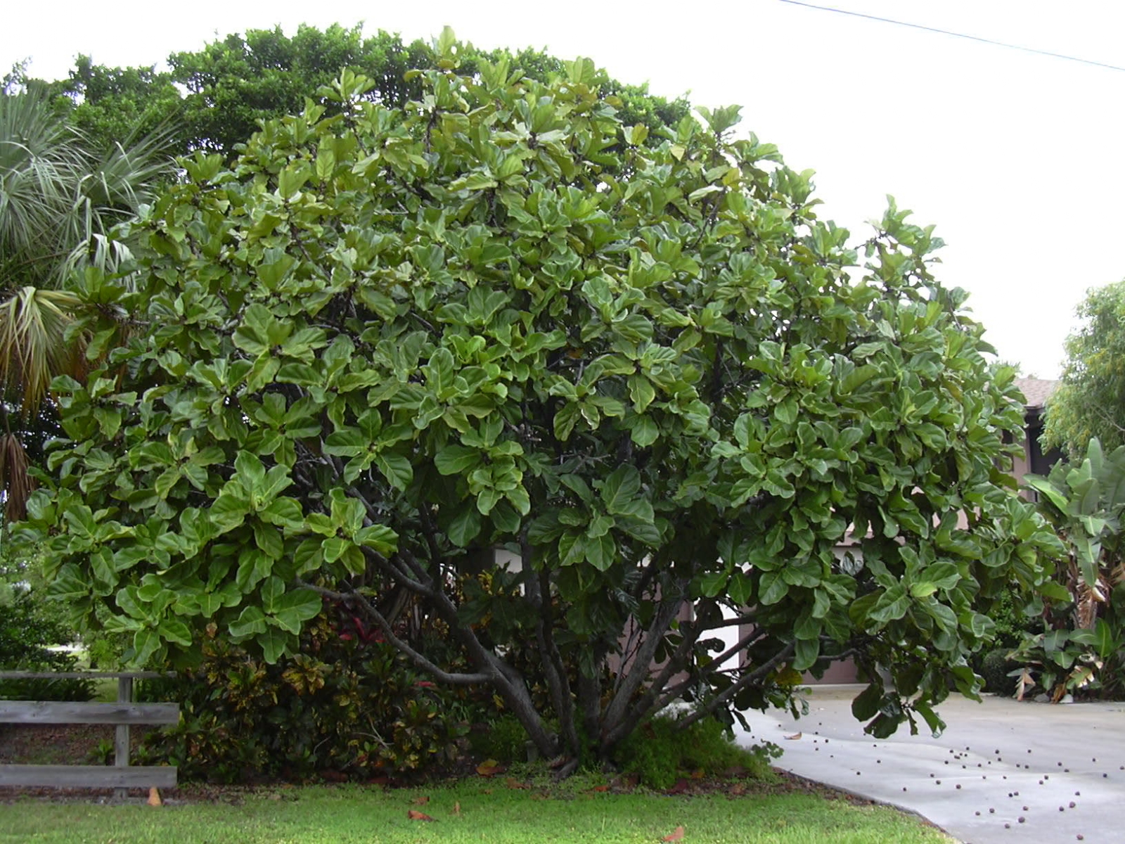 Starr_031108-0130_Ficus_lyrata