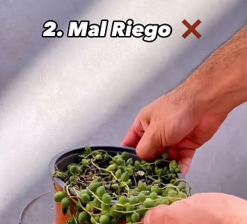 roai9111
