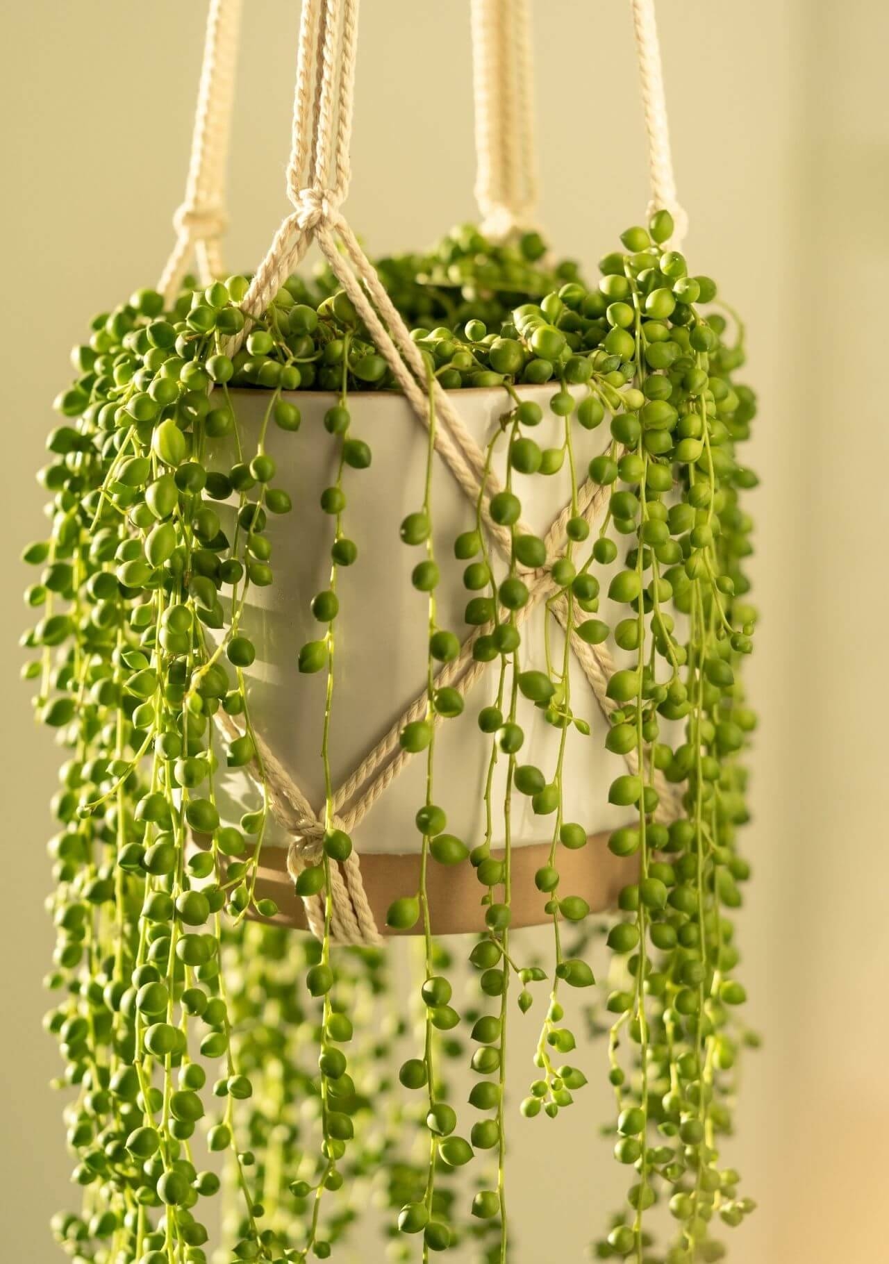 plantas-interior-nombres-planta-del-rosario_0a6c907e_1280x1820