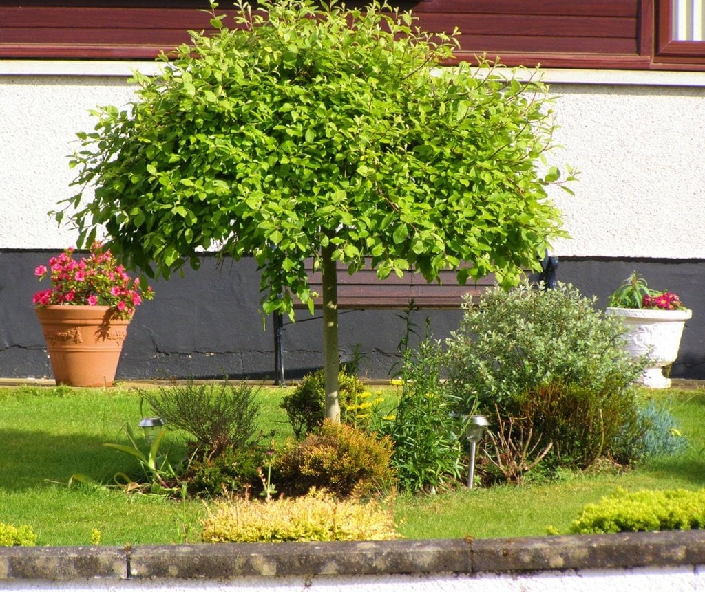 árboles1