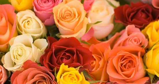 rosas1