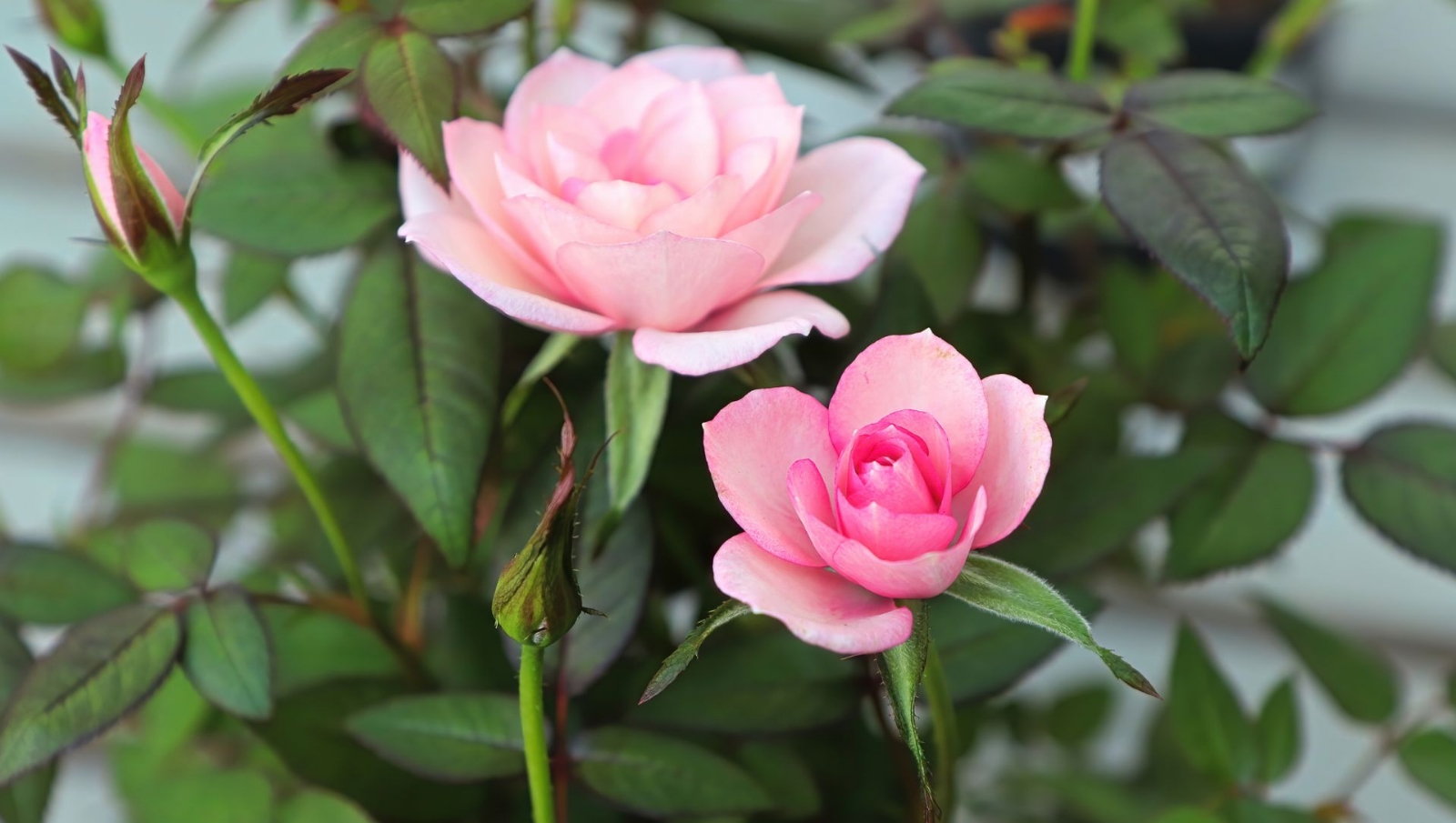 como-plantar-mini-rosas-em-vasos-1