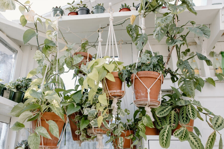 Plantas