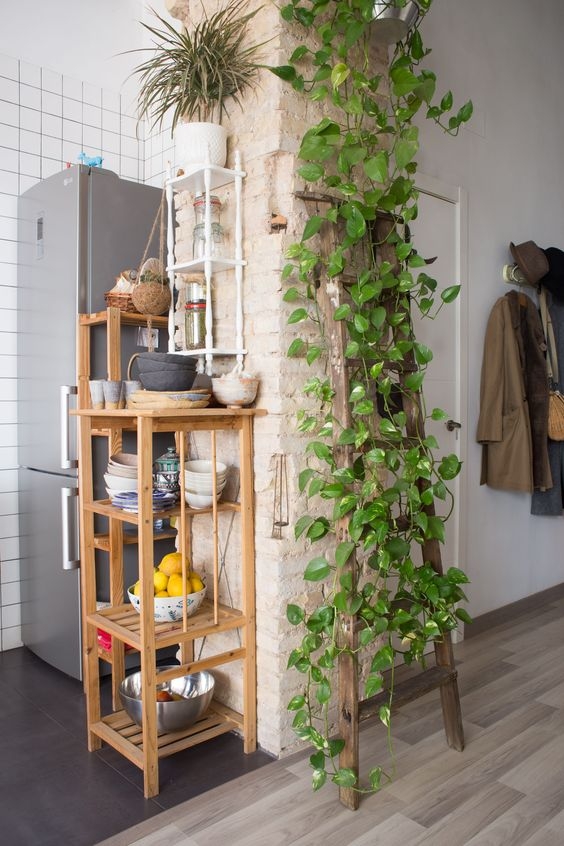 plantas3