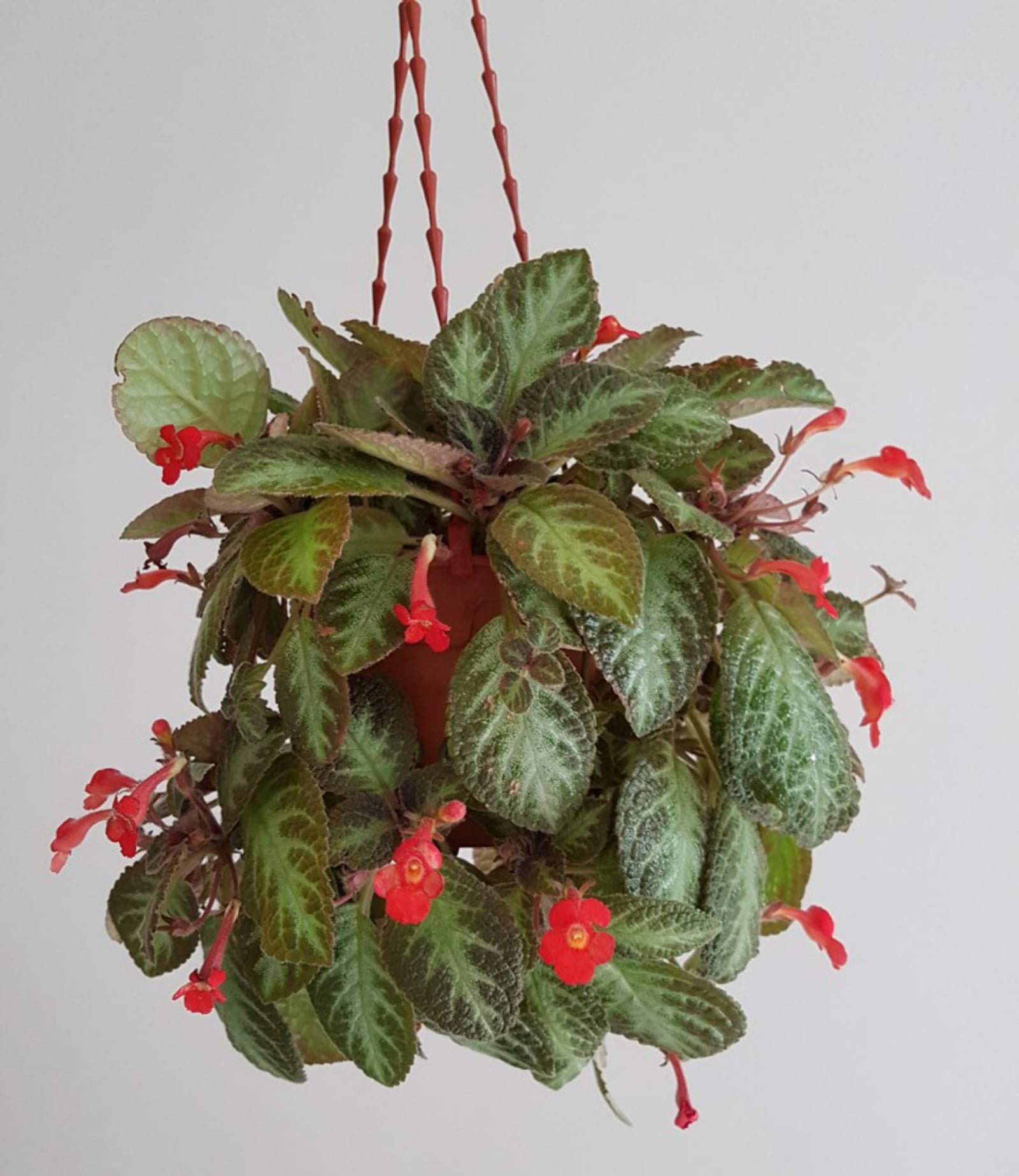 episcia_in_hanging_pot_red_flower_1527871345_5fcb371c