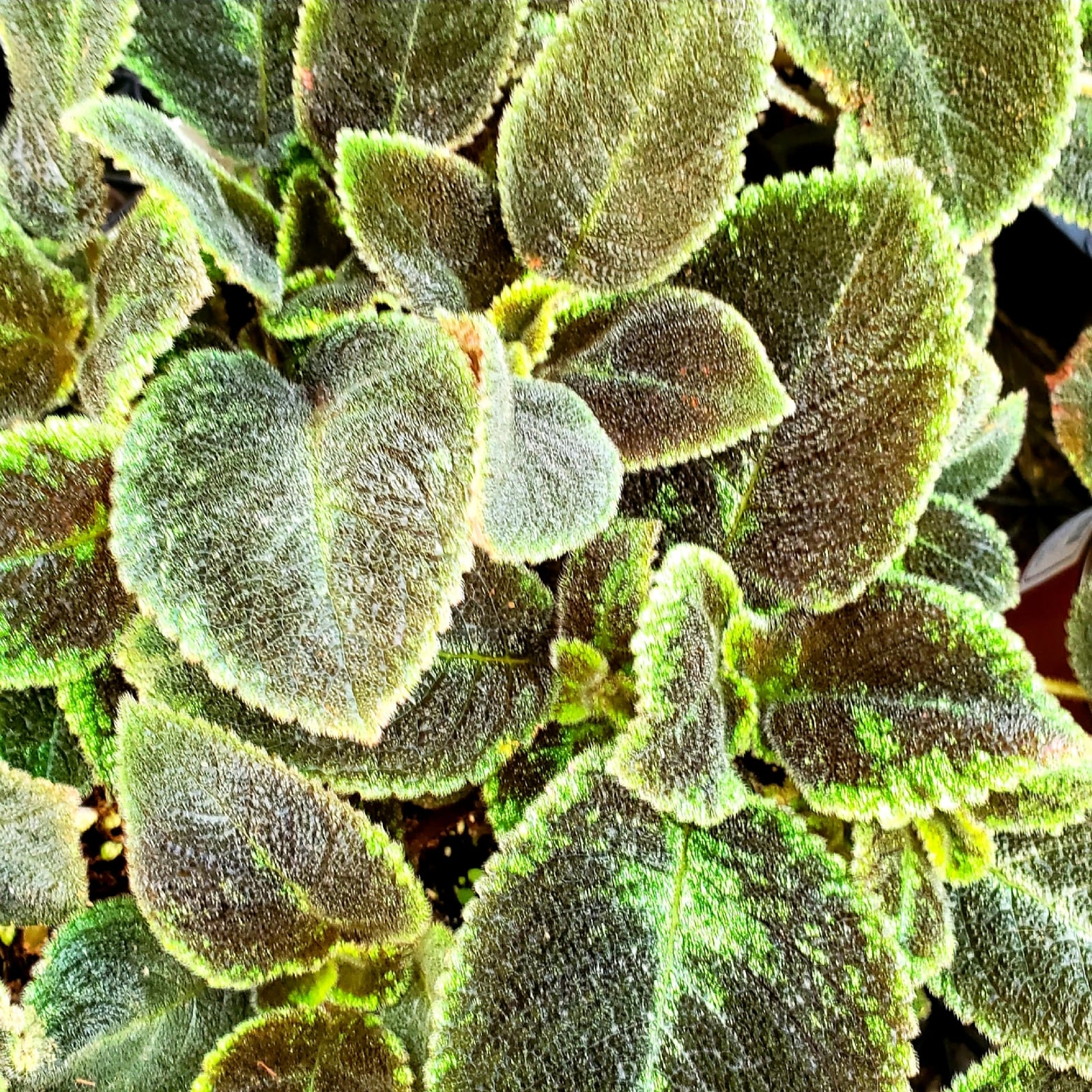 Gesneriaceae-Episcia-Emerald-Velvet-1-Steve_E2_80_99s-Leaves-Inc.