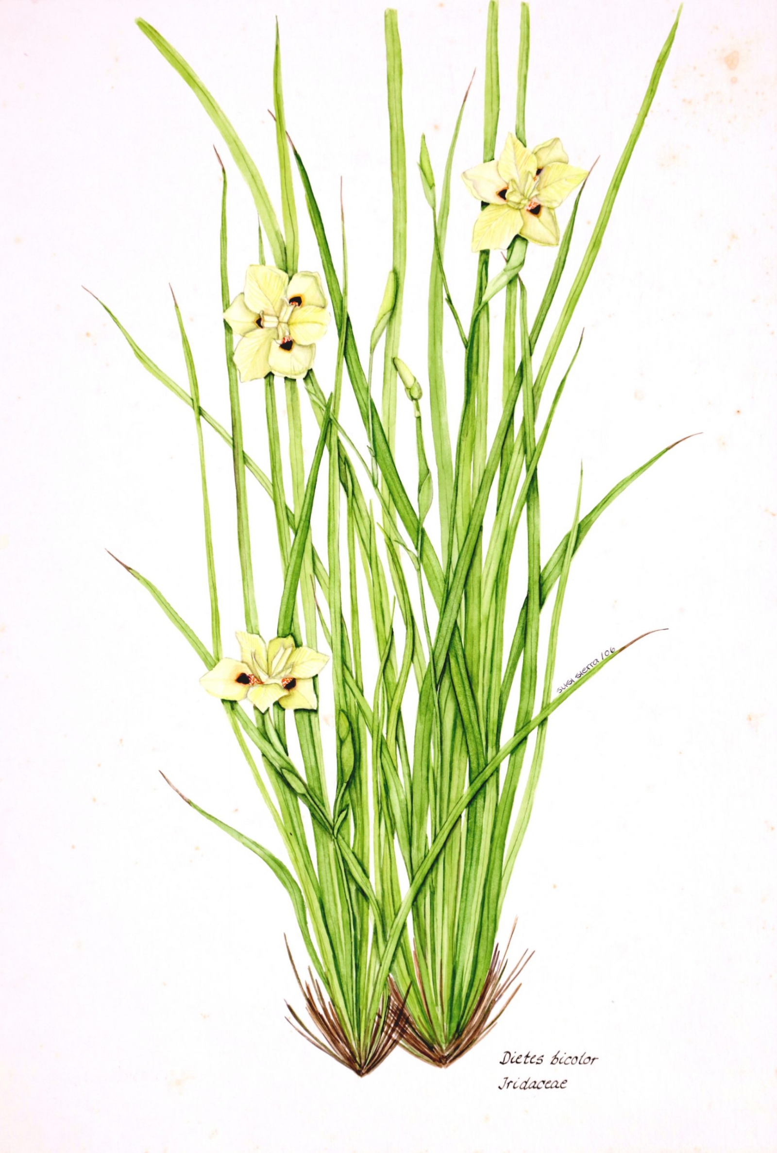 192.-Dietes-bicolor.jpg-scaled