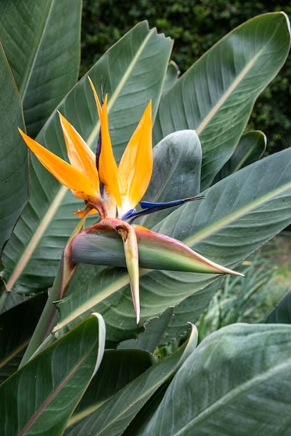 la-flor-que-es-el-sello-distintivo-de-la-AVS3YE3Z5NFFTEOWUZNL3SRMXQ