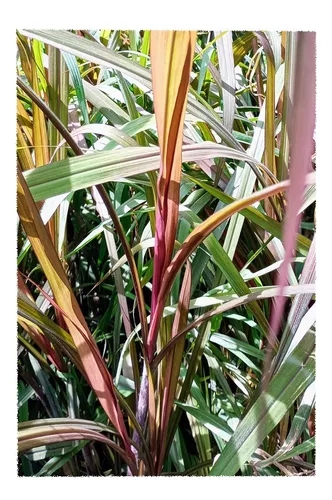 plantas 2