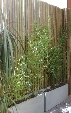 plantas 3