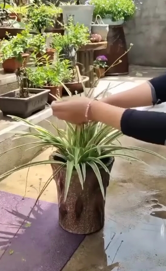 plantas2
