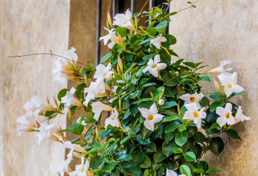 Dipladenia-blanca