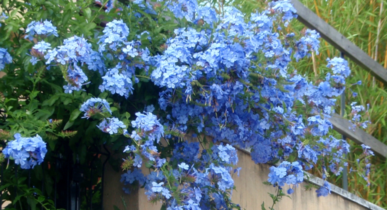 plumbago 2(1)