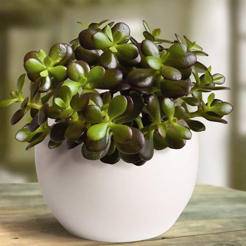 plantas1