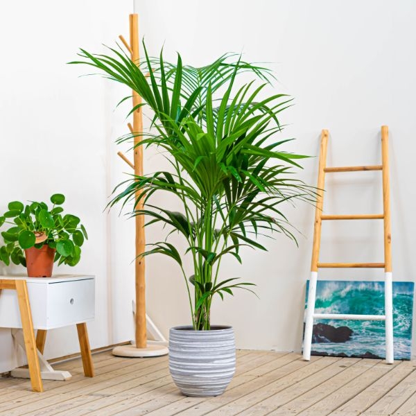 plantas3