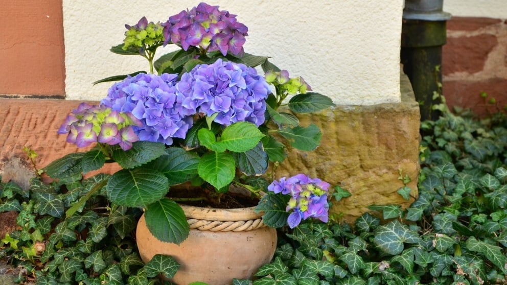hortensias 2