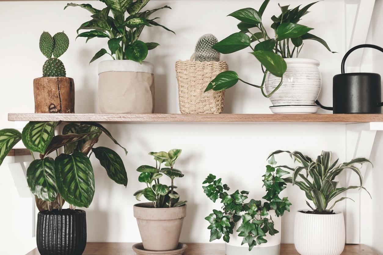Plantas