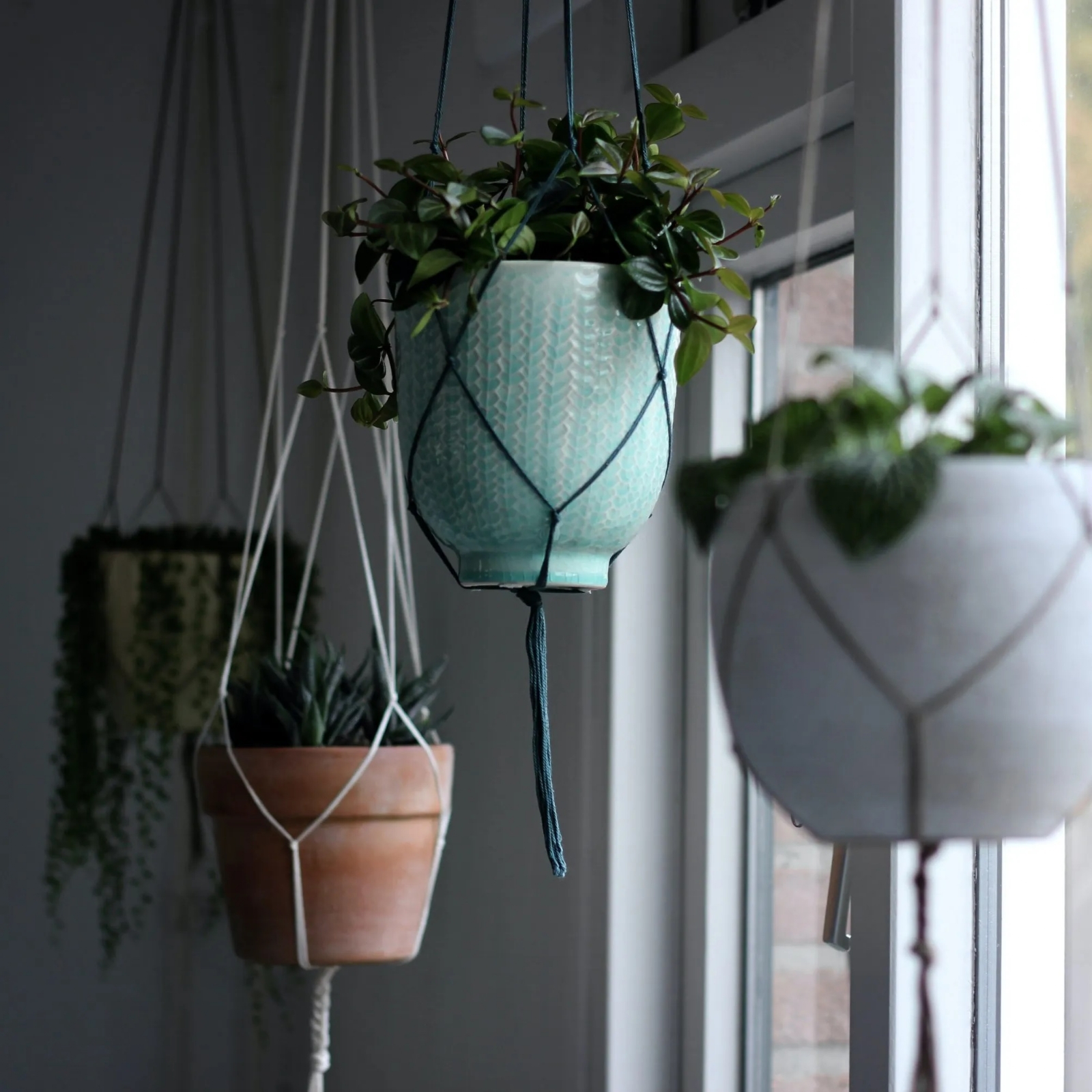 Plantas 1