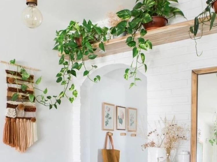 Plantas 2