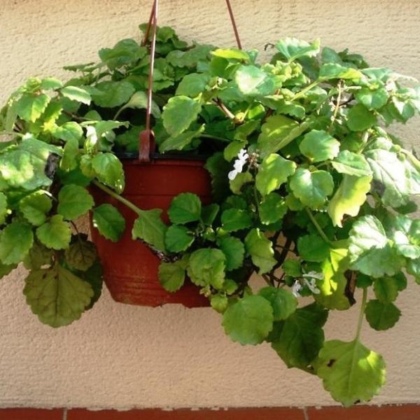 Plantas 3