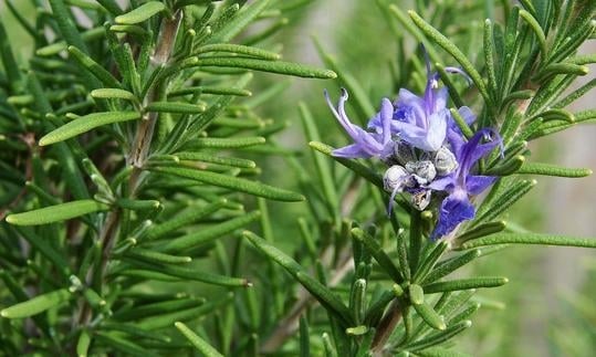 1280px-rosemary-7560