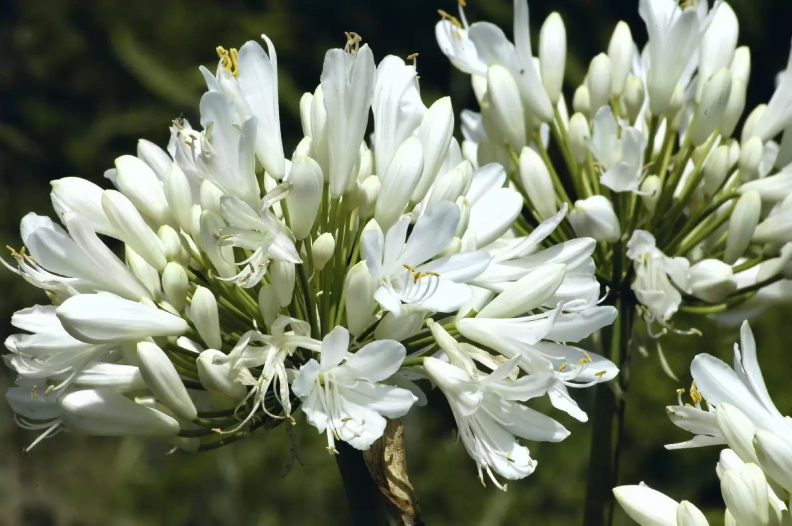 agapanthus-praecox-alba-17840
