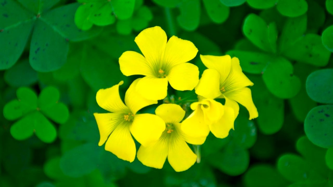 Oxalis_pes-caprae(1)