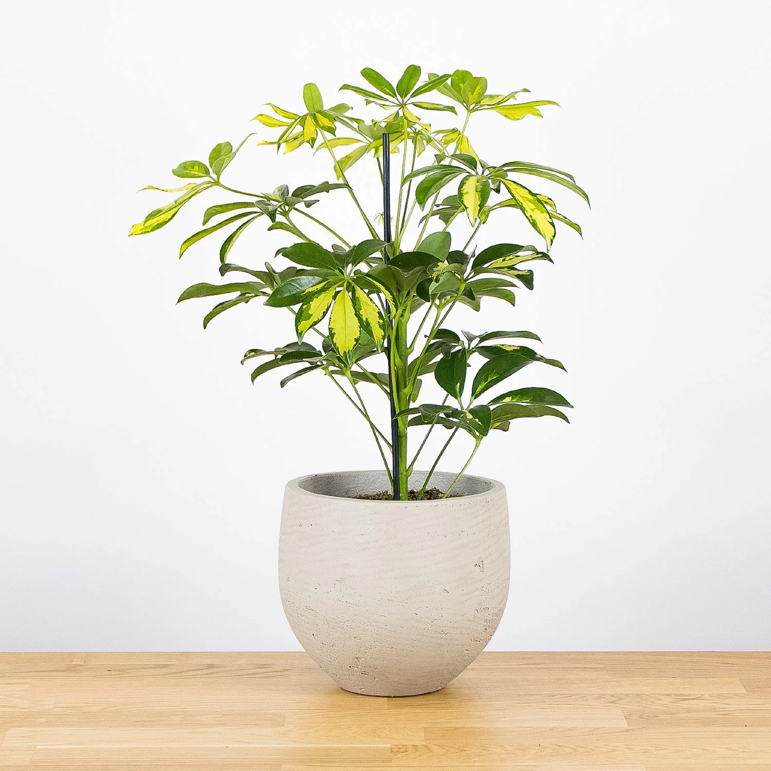 schefflera-arboricola-variegata-01_6160f1a2-f5e1-4526-8d47-c962ab1e1dd9_1500x