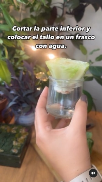 Lechuga 4