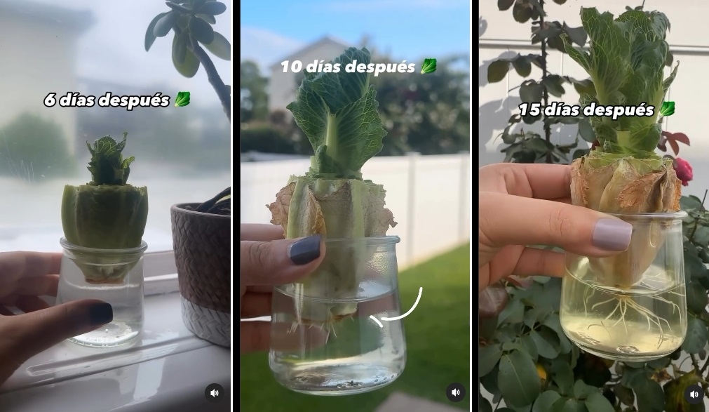 Lechuga 5
