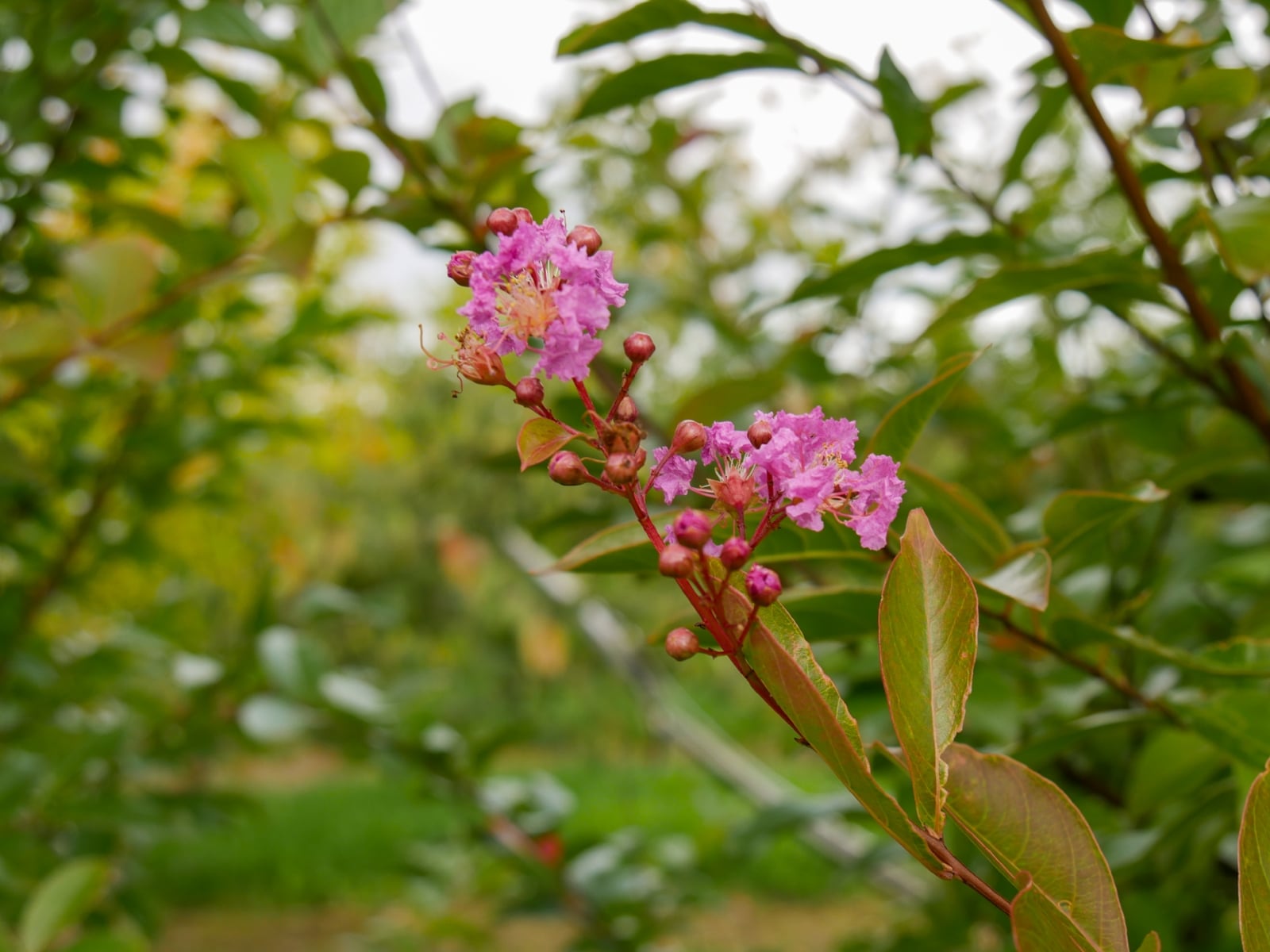 Lagerstroemia indica bloesem