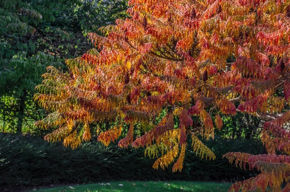 Rhus-typhina-zumaque-california2Bfk2B2528225292B1000px