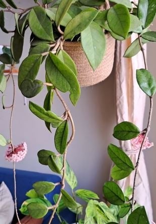 PLANTA533