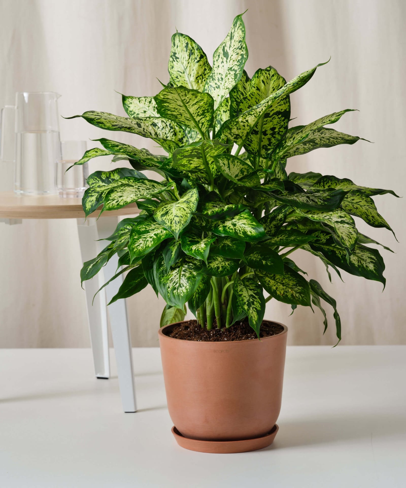 bloomscape_dieffenbachia_10in_clay-scaled