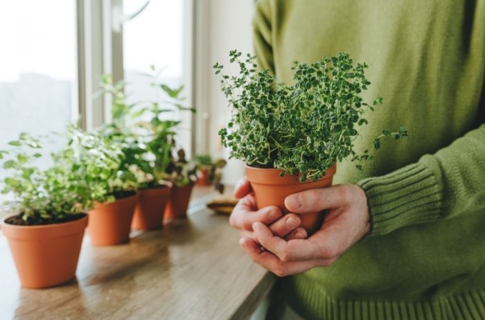 plantas2