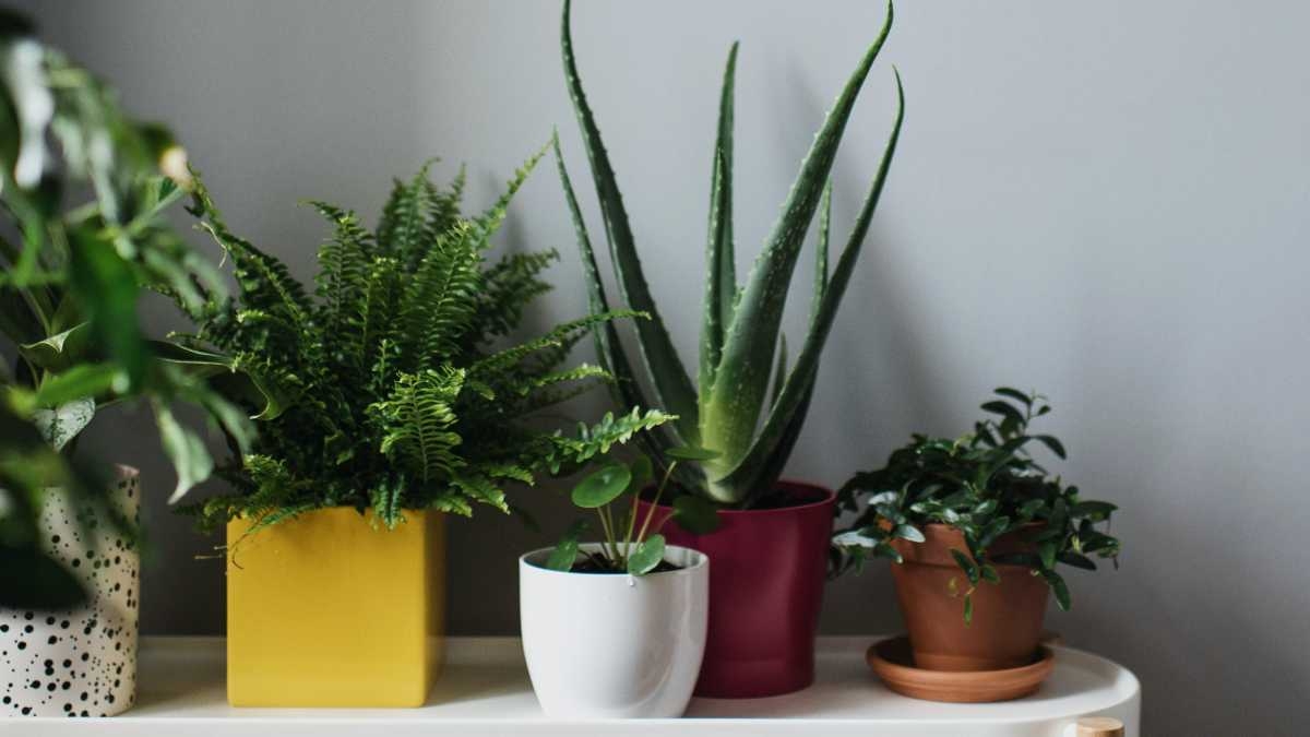 plantas3