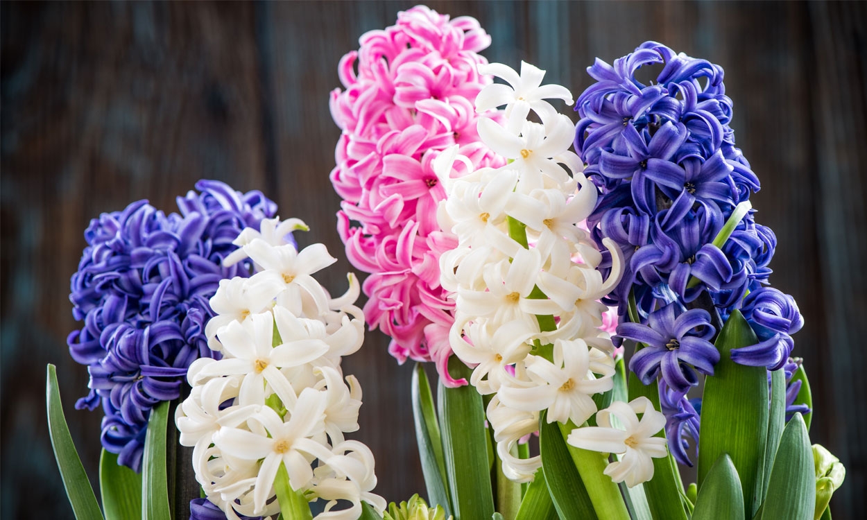 jaaja