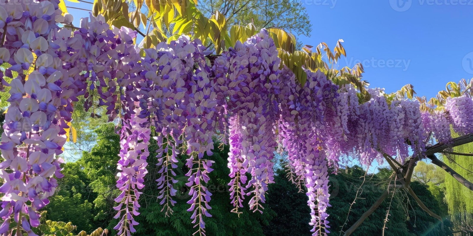 wisteria-sinensis-closeup-of-japanese-wisteria-flowers-blossom-background-purple-flowers-in-the-garden-photo