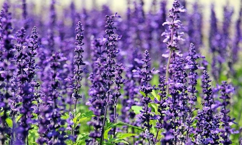 como-cuidar-la-lavanda