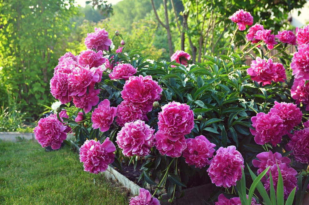 peonia-arbustiva-3