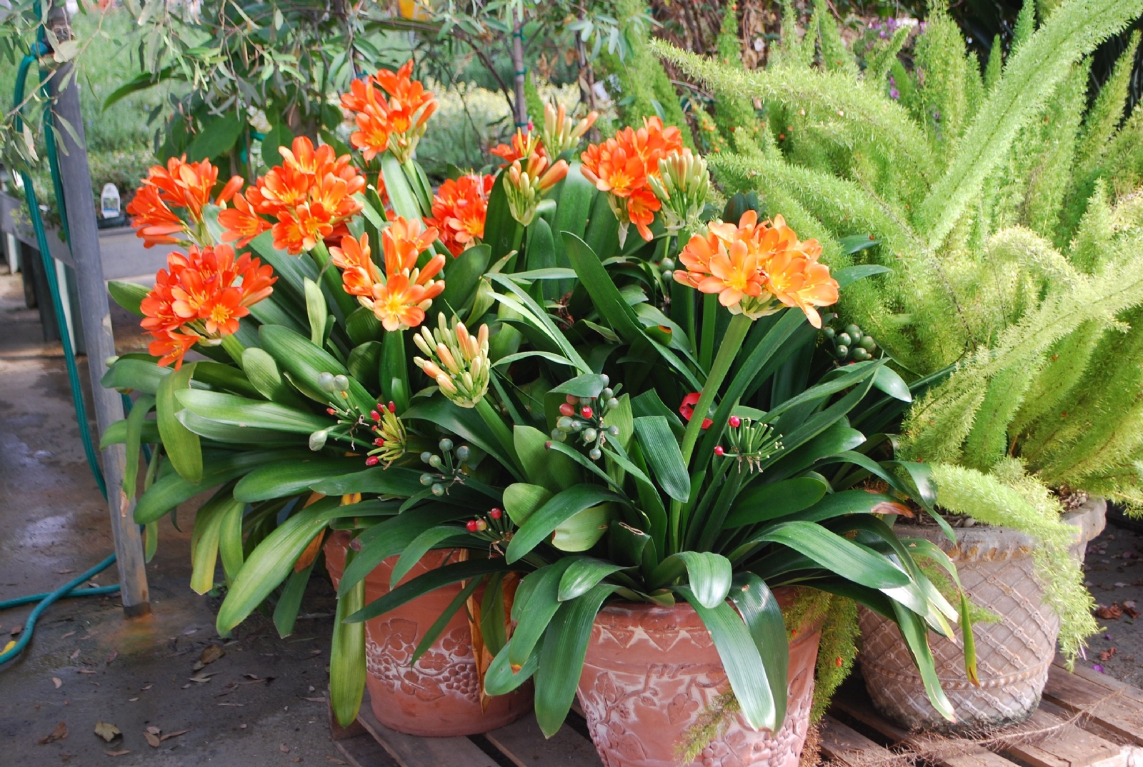 clivias 2